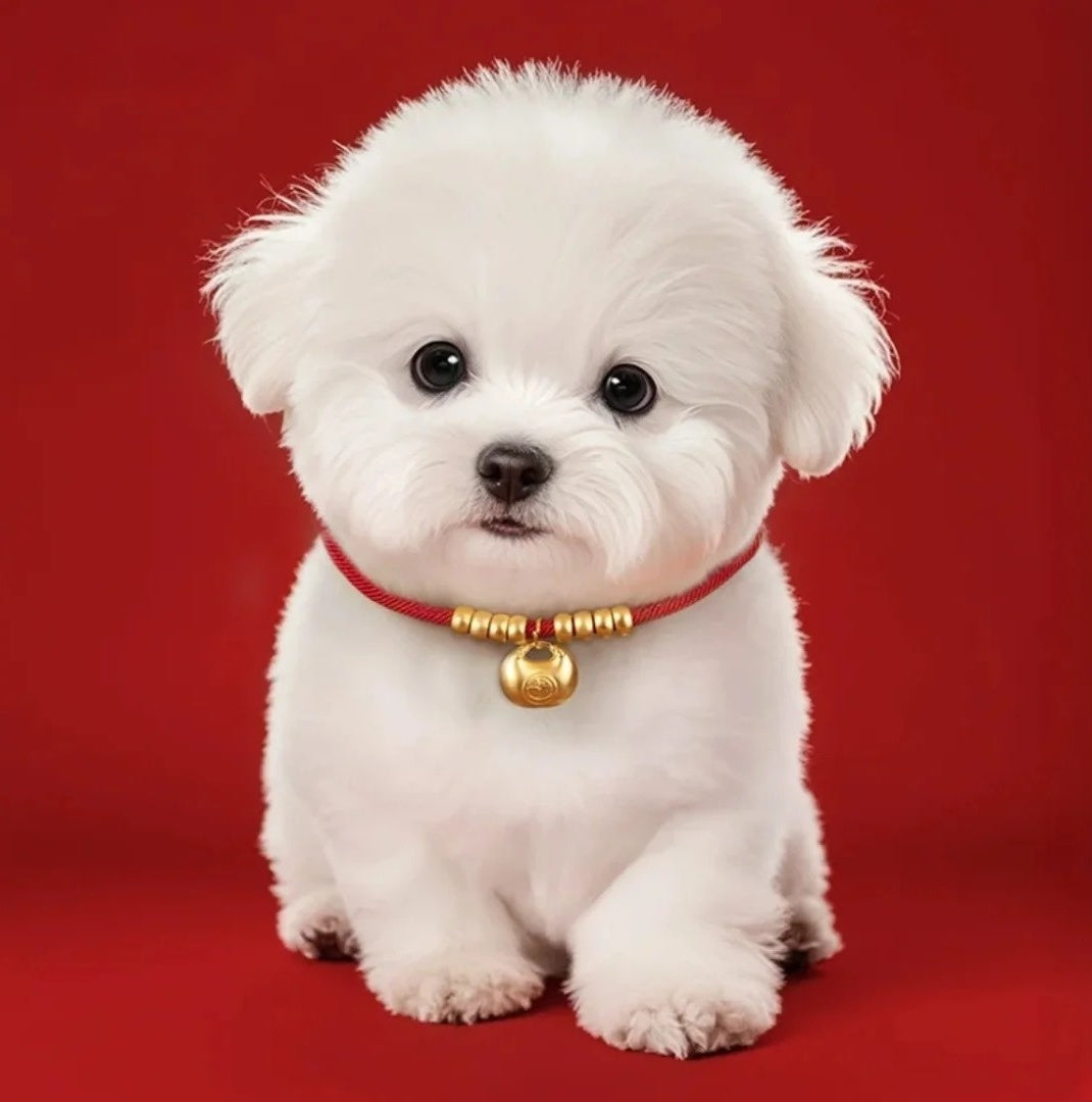 Lucky pet longevity Lock—Yunbao